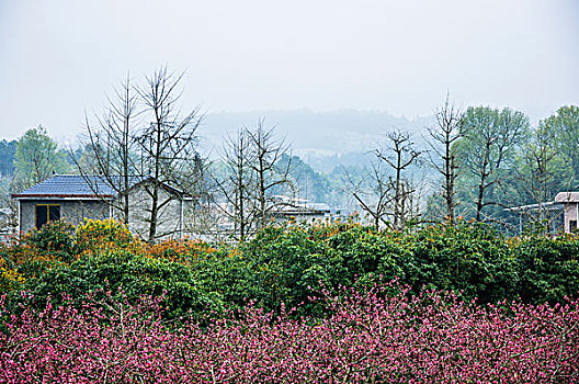 田园春色