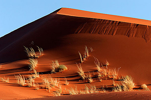沙丘,遮盖,草,夜光,纳米布沙漠,纳米比亚,非洲