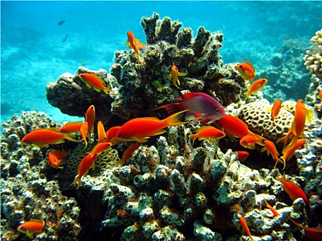 珊瑚礁,鱼群,异域风情,鱼,仰视,热带,海洋,蓝色背景,水
