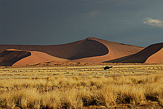 纳米比亚,国家公园,沙漠,鸵鸟,山谷