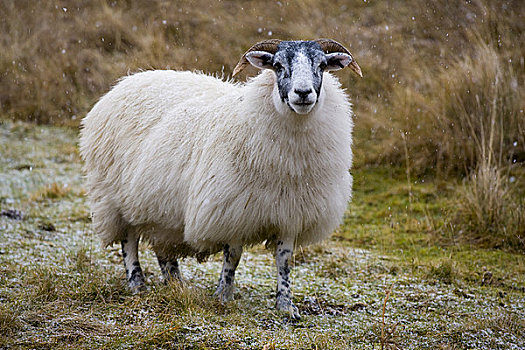 苏格兰,苏格兰边境,靠近,山,绵羊,粗厚,外套,毛织品,罐,幸存,敌意,环境,冬天