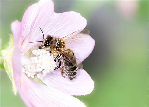 蜜蜂,收集,花粉