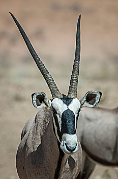 南非大羚羊,头像,卡拉哈迪大羚羊国家公园,北开普,南非,非洲