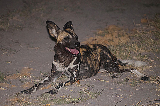 夜晚,照片,非洲野狗,非洲野犬属,犬科动物,非洲撒哈拉以南地区,奥卡万戈三角洲,博茨瓦纳