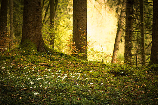 小,白色,花,正面,树林,林间空地,太阳,发光