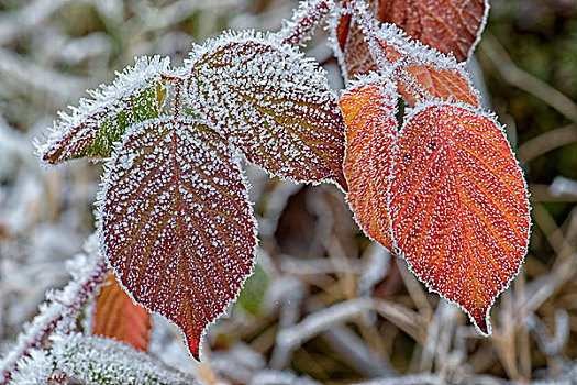 秋天,黑莓,叶子,遮盖,白霜,波希米亚风格,树林,捷克共和国,欧洲