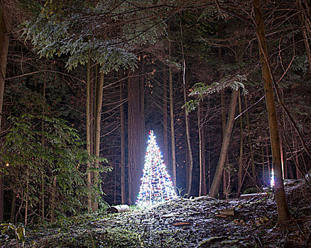 光亮,圣诞树,公园