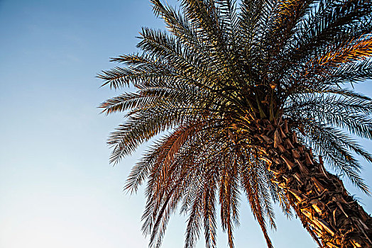 仰视,棕榈树,蓝天,以色列