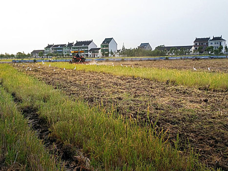 田园风光,白鹭,农耕