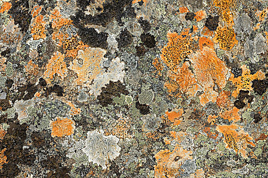 石头,遮盖,苔藓,靠近,挪威,欧洲