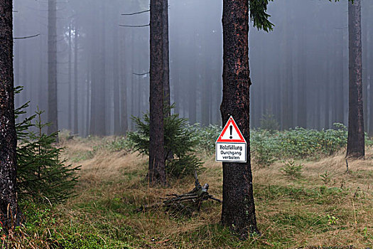 警告标识,德国,伐木,模糊,云杉,树林,图林根,图林根州,欧洲