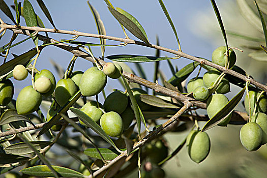 橄榄树,橄榄,欧橄榄,安达卢西亚,西班牙,欧洲