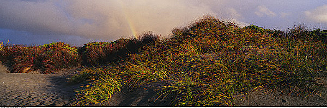 彩虹,后面,草,沙丘
