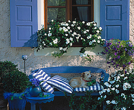 长椅,狗,围绕,白色,凤仙花属植物,蓝色,茄属植物