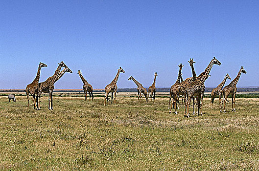 马赛长颈鹿,肯尼亚