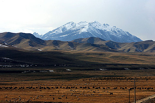 甘肃张液山丹军马场秋天的风景