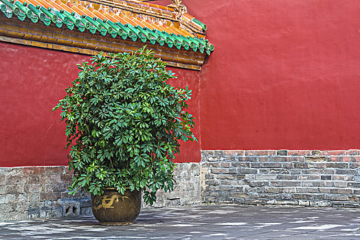故宫城墙下的一棵盆栽
