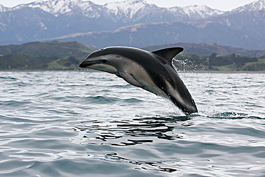 暗黑斑纹海豚,乌色海豚,跳跃,室外,水,靠近,海岸,新西兰