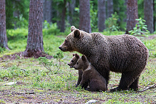 棕熊,熊,两个,幼兽
