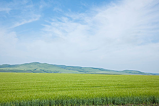 内蒙古呼伦贝尔额尔古纳根河湿地边的麦地