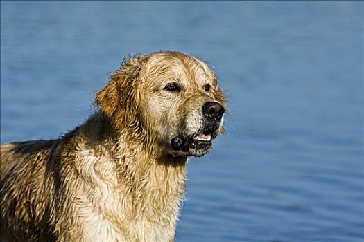 金毛猎犬,站在水中,肖像