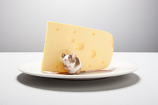 老鼠,奶酪,盘子
