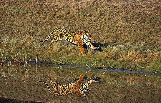孟加拉虎,虎,成年,跑,靠近,水