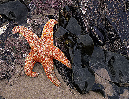 俄勒冈海岸,班登,赭色,海星,海藻