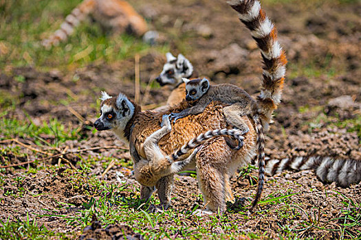 madagascar马达加斯加环尾狐猴母子在草地上