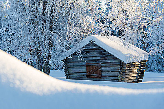木屋,雪,树林,诺尔博滕县,拉普兰,瑞典