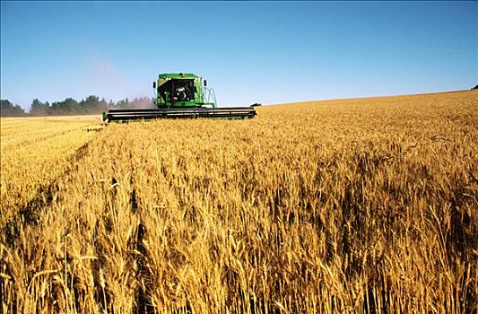 小麦,收获,澳大利亚
