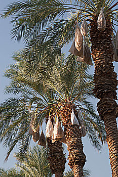 枣,树,遮盖,袋,串,棕榈泉,加利福尼亚,美国