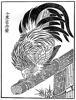 公鸡,15世纪