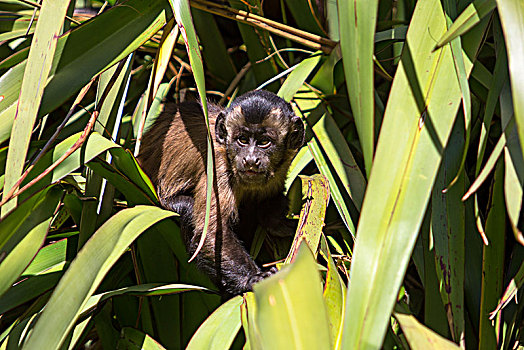 黑帽悬猴,猴子,棕色卷尾猴,幼仔,坐,棕榈树,坎特伯雷地区,新西兰,大洋洲