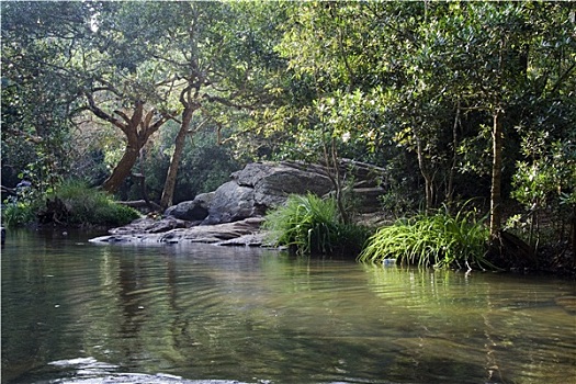 河边,茂密,绿色,风景