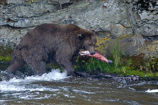 棕熊,抓住,红大马哈鱼,布鲁克斯河,国家公园,阿拉斯加,美国