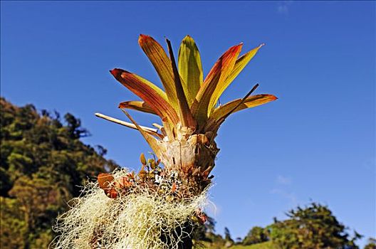 附生植物,国家公园,哥斯达黎加,中美洲