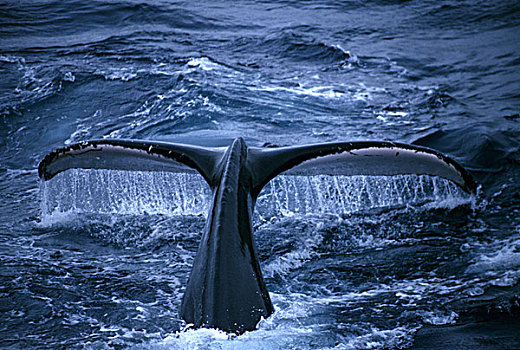 阿拉斯加,驼背鲸,尾部,鲸尾叶突