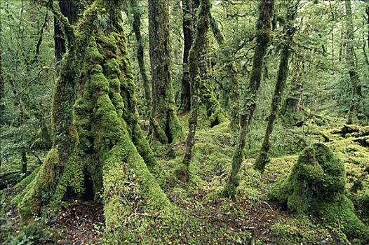 红色山毛榉,温带雨林,峡湾国家公园,南岛,新西兰