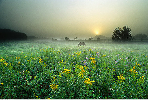 马,秋麒麟草属植物,地点,公园,艾伯塔省,加拿大