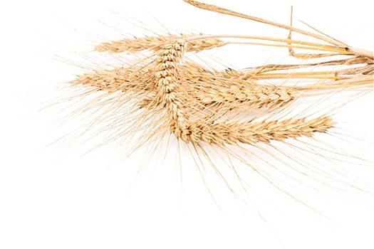 穗,小麦,隔绝,白色背景