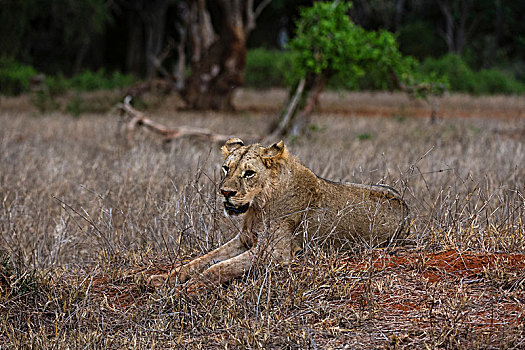 狮子,查沃,肯尼亚,非洲