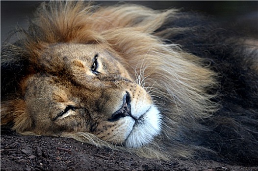 非洲狮