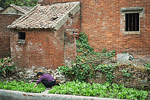 中国,女人,蹲,菜园,靠近,砖制建筑