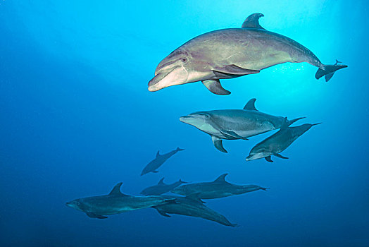 宽吻海豚,海豚,鱼群,群,索科罗镇,岛屿,墨西哥,中美洲