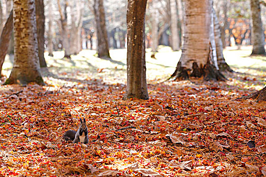 北海道松鼠,秋叶