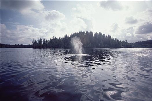 灰鲸,喷涌,温哥华岛,不列颠哥伦比亚省,加拿大