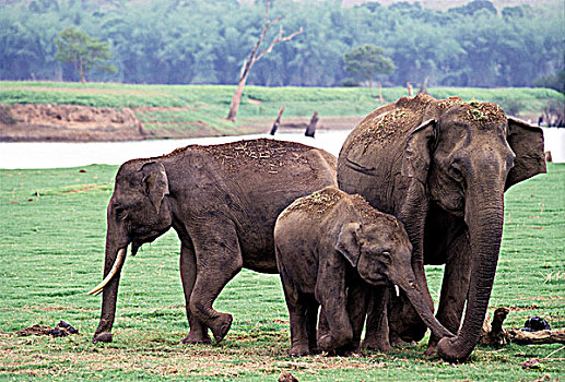 印度象,幼兽,印度