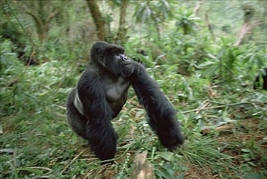 山地大猩猩,大猩猩,维龙加山,卢旺达