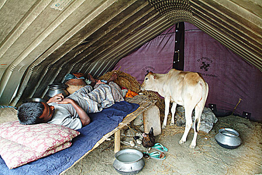 一个,男人,母牛,分享,相同,帐蓬,洪水,蔽护,露营,许多人,无家可归,区域,卧,孟加拉,七月,2004年